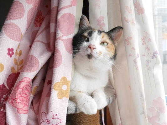 猫とカーテン!カーテンをボロボロにする猫ちゃんへの対策!