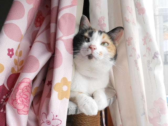 猫とカーテン！カーテンをボロボロにする猫ちゃんへの対策！